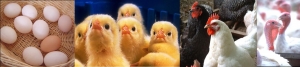 poultry_banner