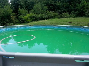 Agua de Piscina con presencia de algas