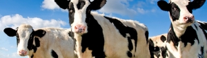 cow_banner_950